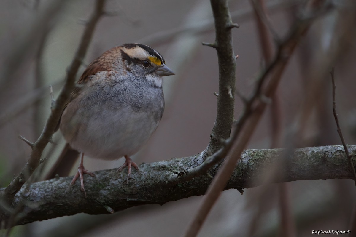 White-throated Sparrow - Raphael Kopan