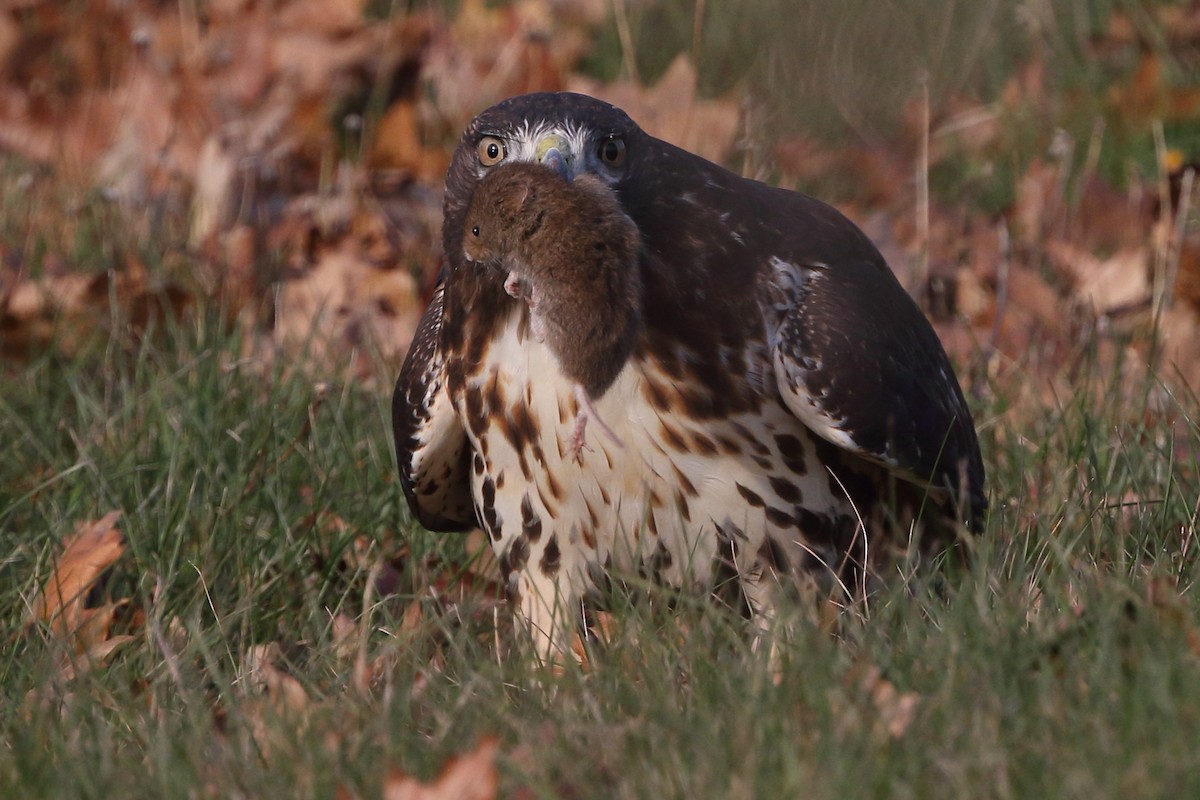 Red-tailed Hawk - ML281781271