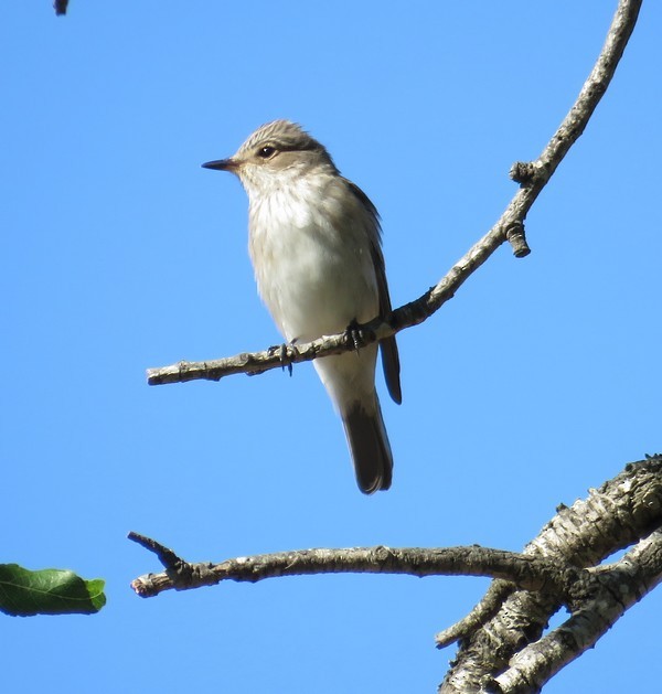 Spotted Flycatcher - George and Teresa Baker