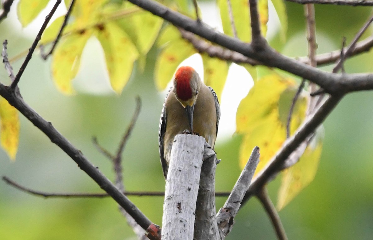 Red-crowned Woodpecker - Sean Sime