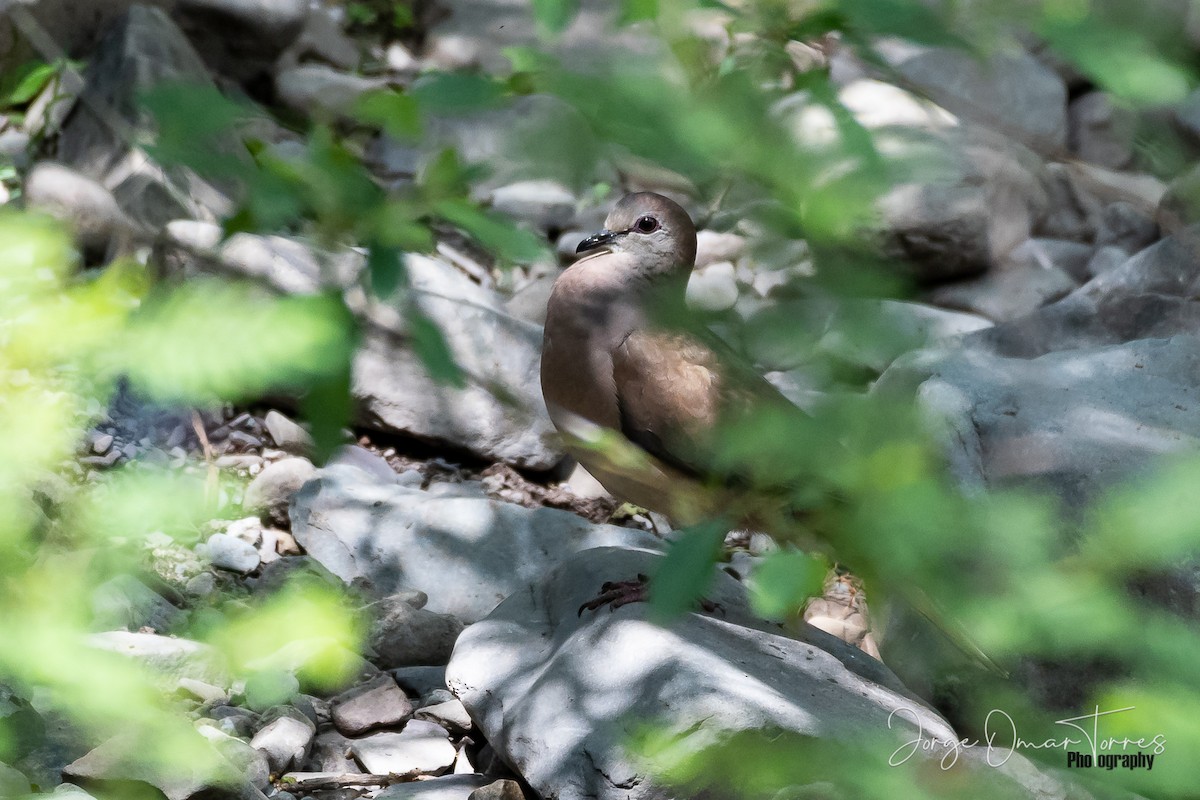 Large-tailed Dove - ML281787311