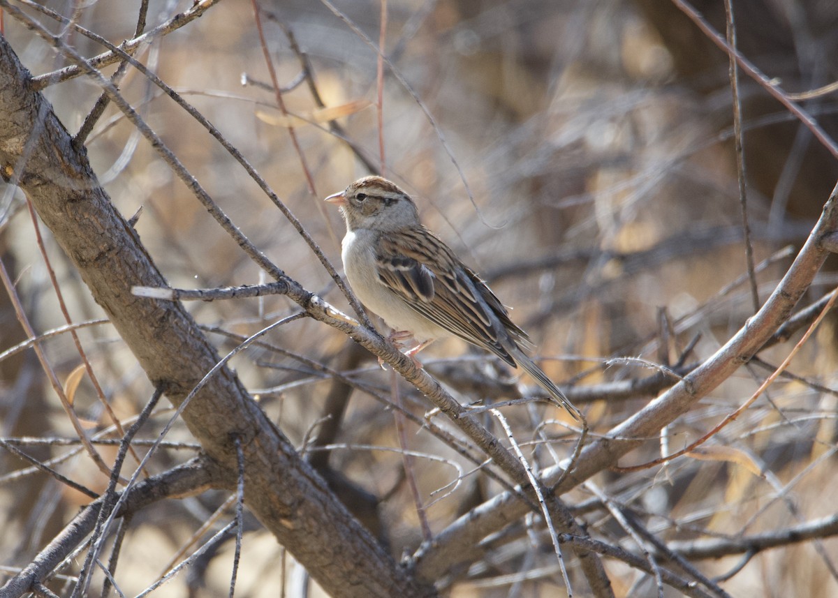 Chipping Sparrow - ML281789271