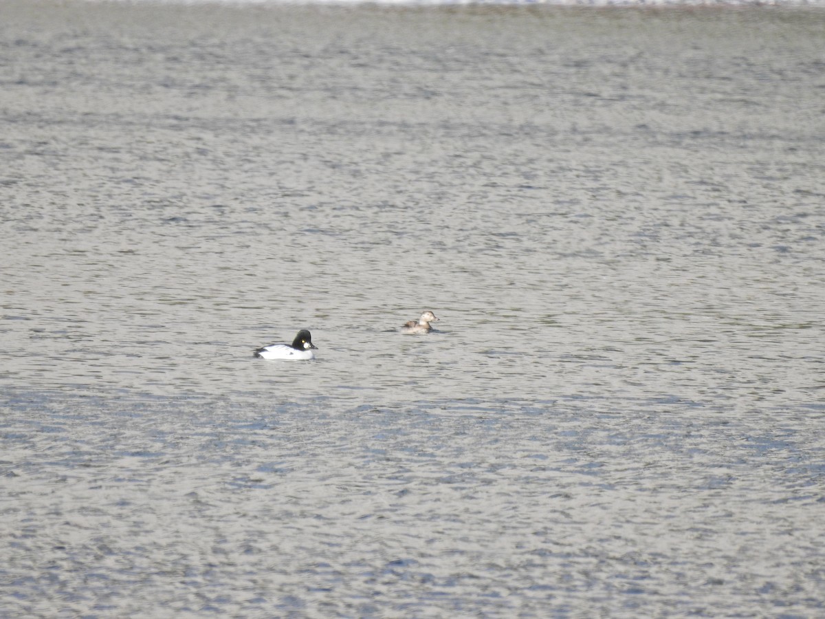 Long-tailed Duck - ML281796371