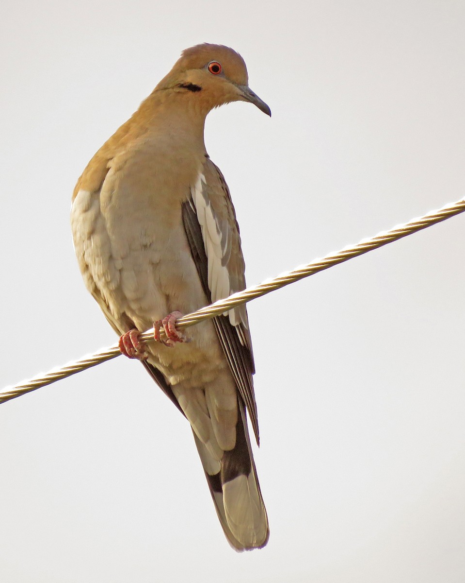 White-winged Dove - ML281801361