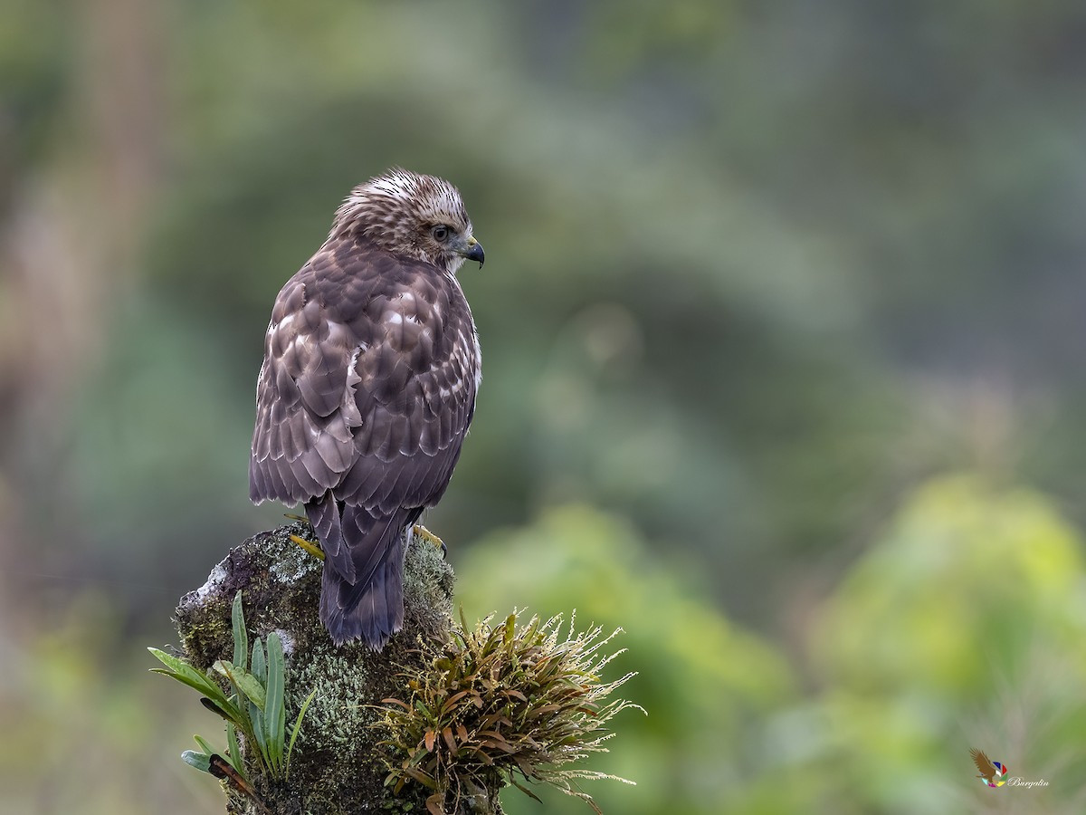 Broad-winged Hawk - fernando Burgalin Sequeria