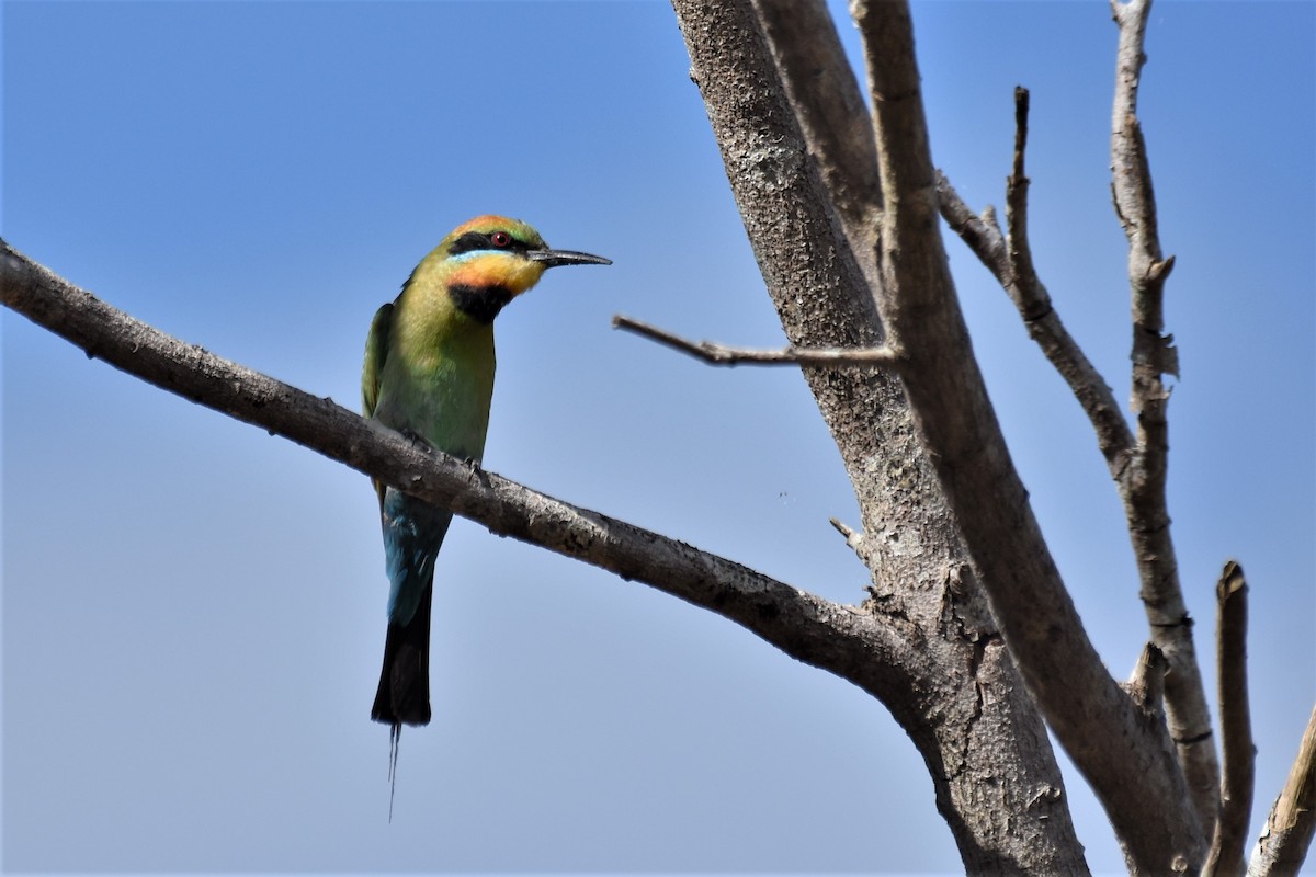 Rainbow Bee-eater - Stephen Haase
