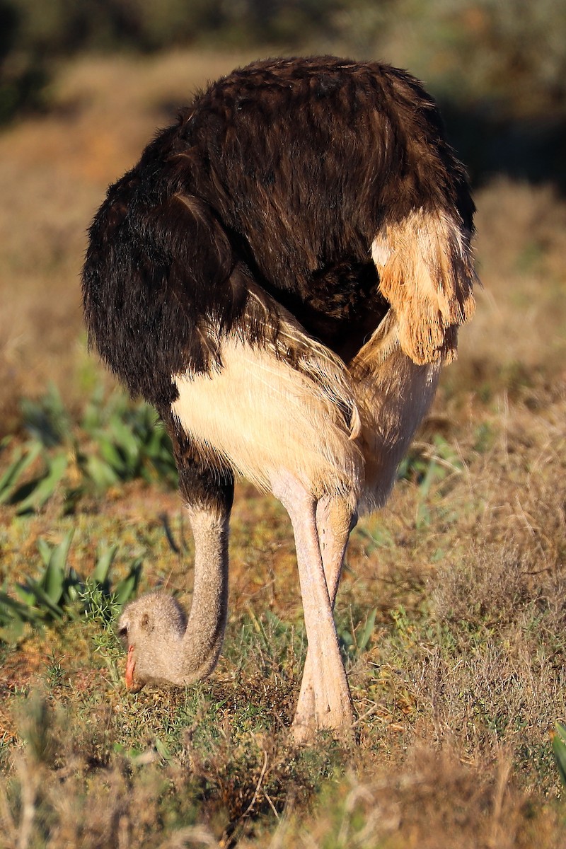 Common Ostrich - ML281824411