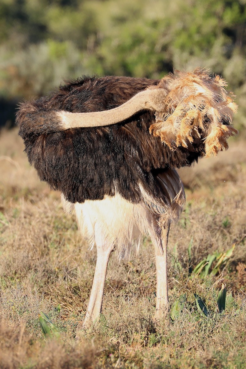 Common Ostrich - ML281824421