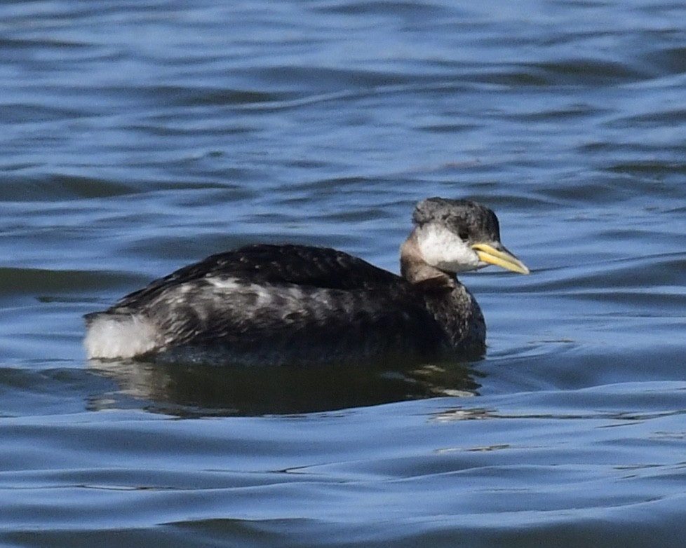 Red-necked Grebe - ML281824471