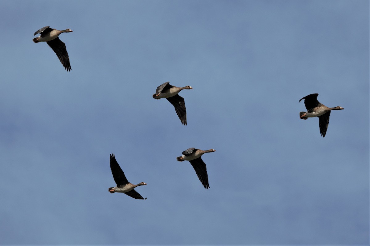 Greater White-fronted Goose - ML281826341