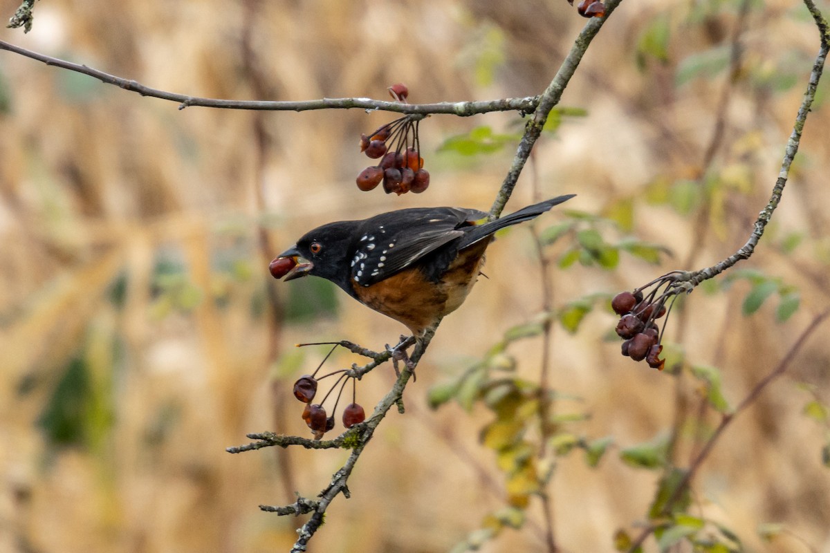 Spotted Towhee - ML281827241