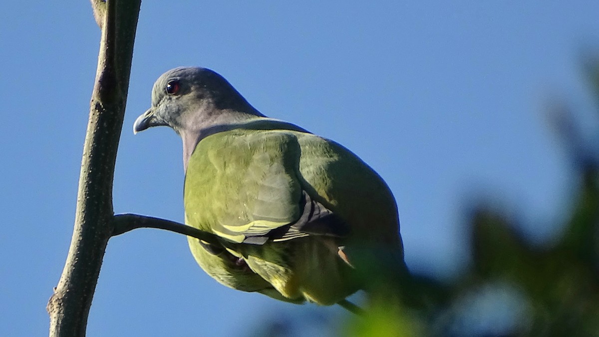 Розовошейный зелёный голубь - ML281831881