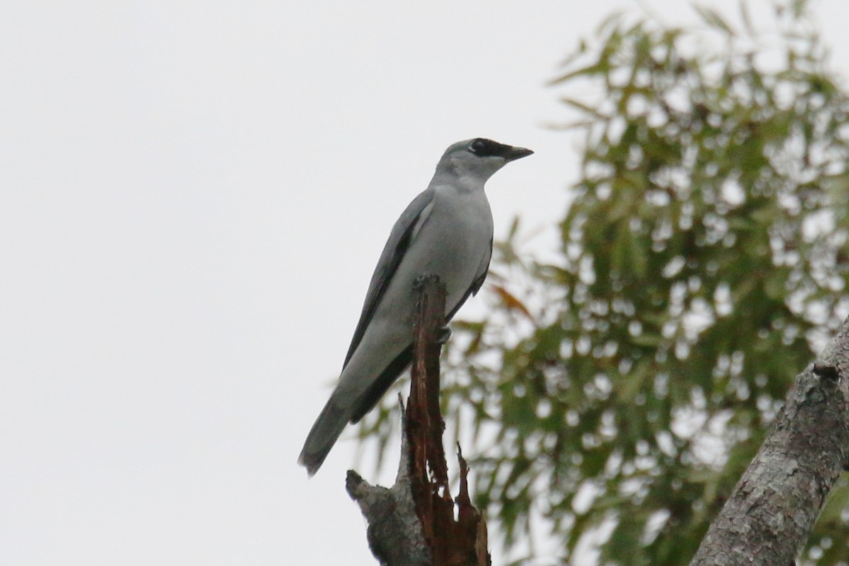 White-bellied Cuckooshrike - Leith Woodall
