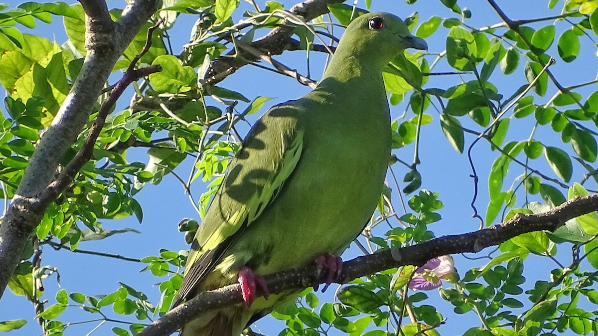 Розовошейный зелёный голубь - ML281832551