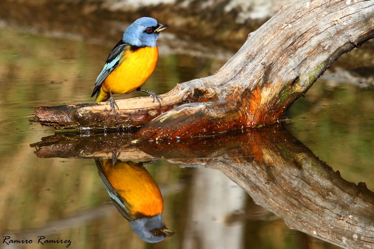 Blue-and-yellow Tanager - ML28183391