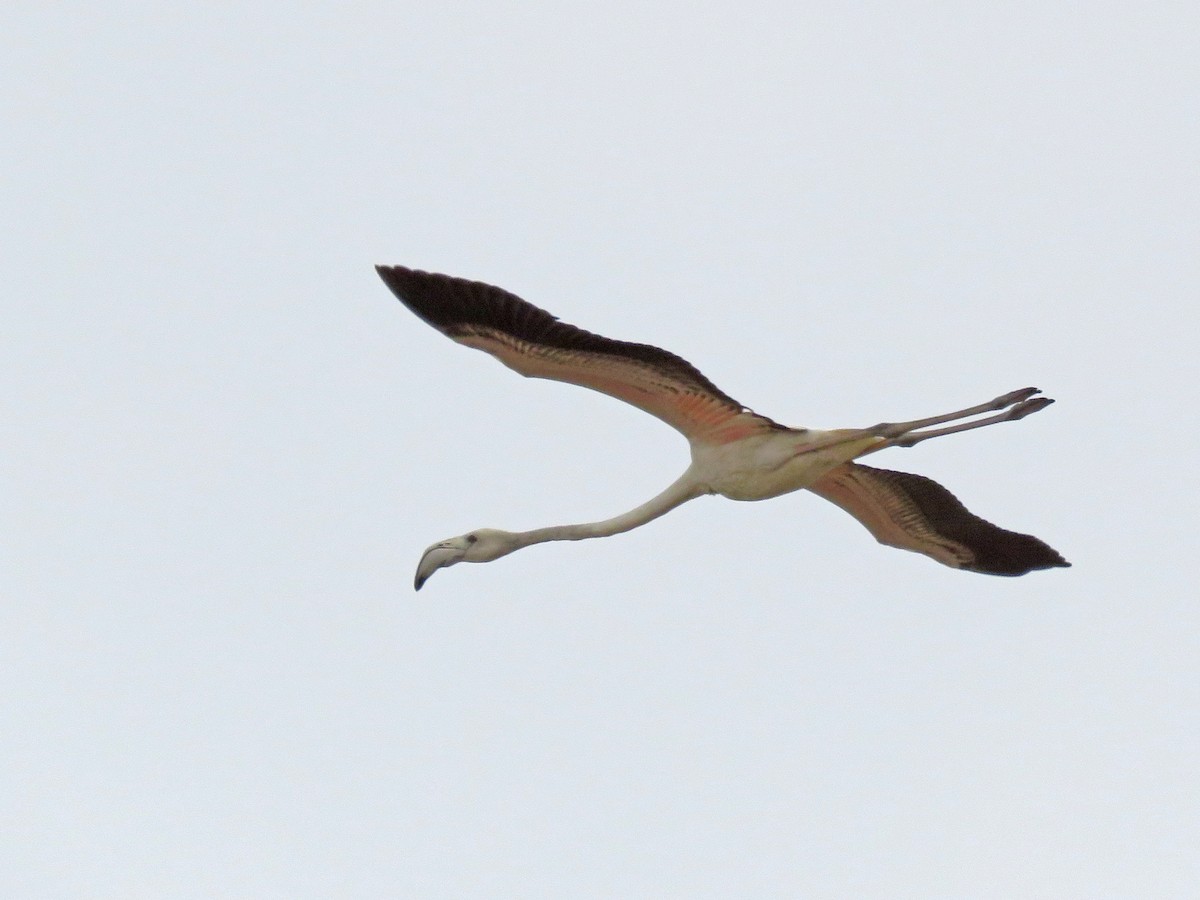 Greater Flamingo - Dorna Mojab
