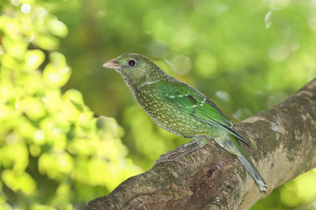 Green Catbird - Ged Tranter