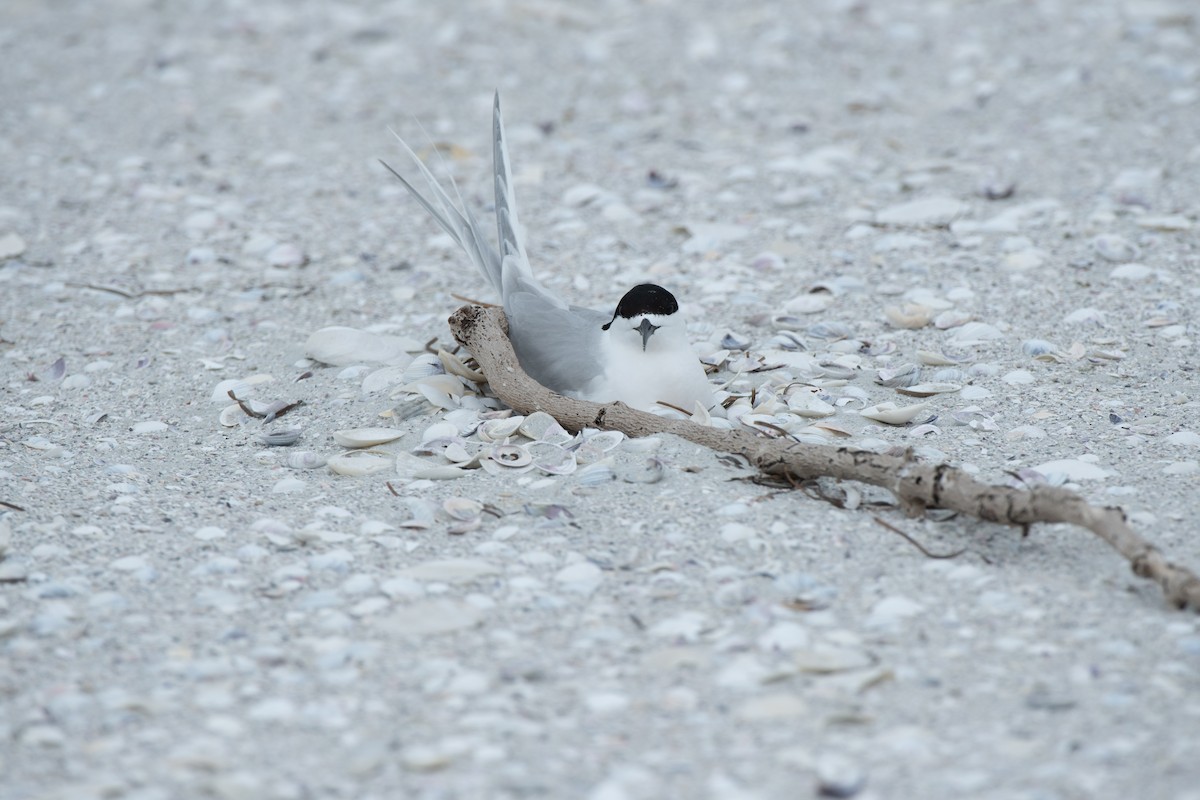 White-fronted Tern - Leslie Feasey
