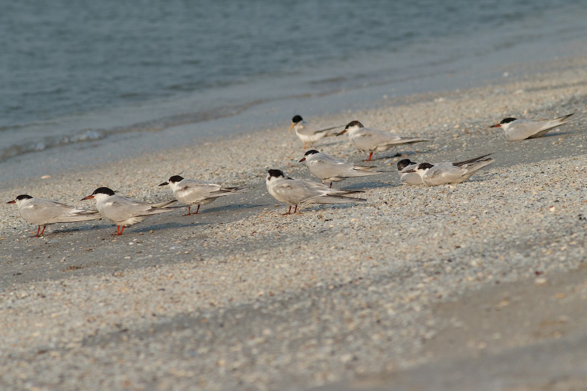 Common Tern - Aves de la Laguna