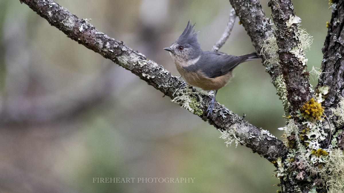 Gray-crested Tit - ML281846211