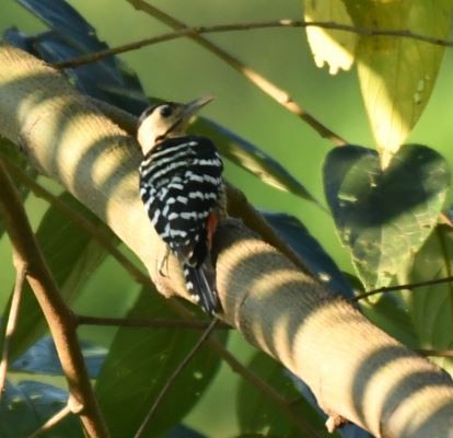 Gray-capped Pygmy Woodpecker - Dhyey Shah