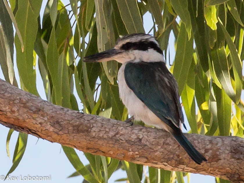 Red-backed Kingfisher - ML281854171