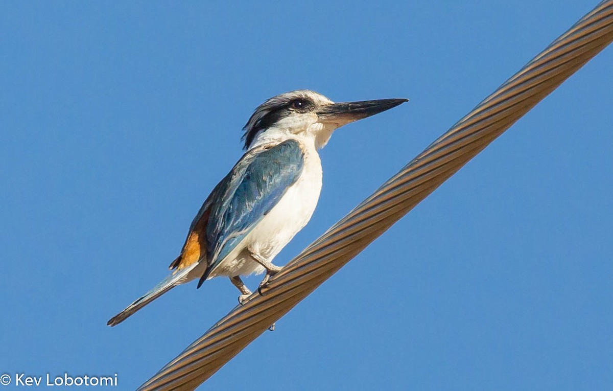 Red-backed Kingfisher - Kevin Bartram