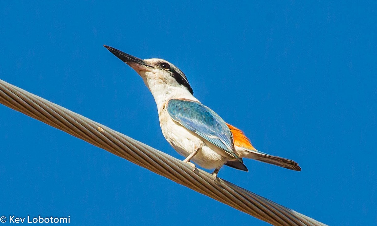 Red-backed Kingfisher - ML281854201
