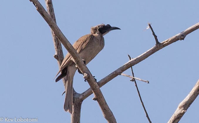 Silver-crowned Friarbird - ML281854901