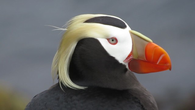 Tufted Puffin - ML281860871