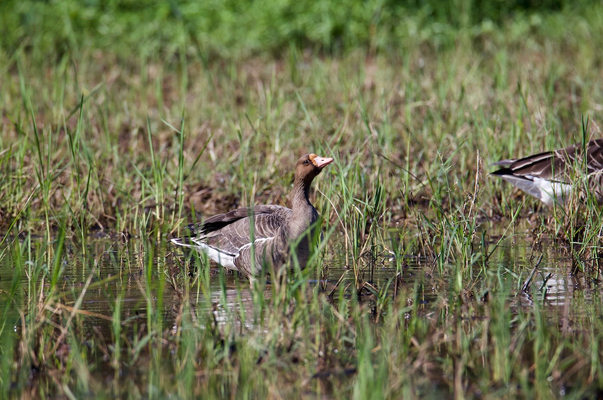 Greater White-fronted Goose - Yung-Kuan Lee