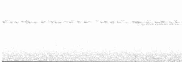Perlenmantel-Ameisenwürger - ML281869381