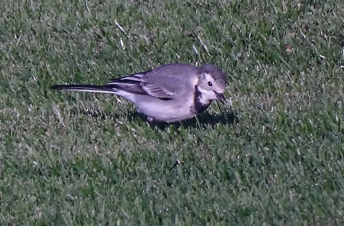 White Wagtail (White-faced) - ML281869451