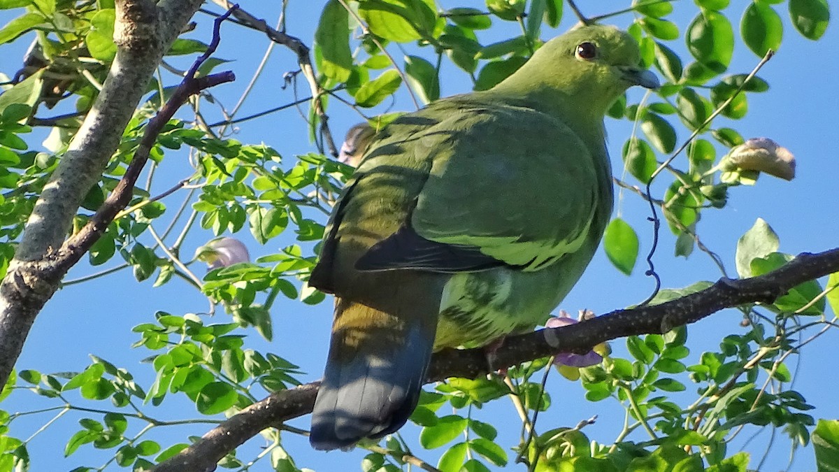 Розовошейный зелёный голубь - ML281878461