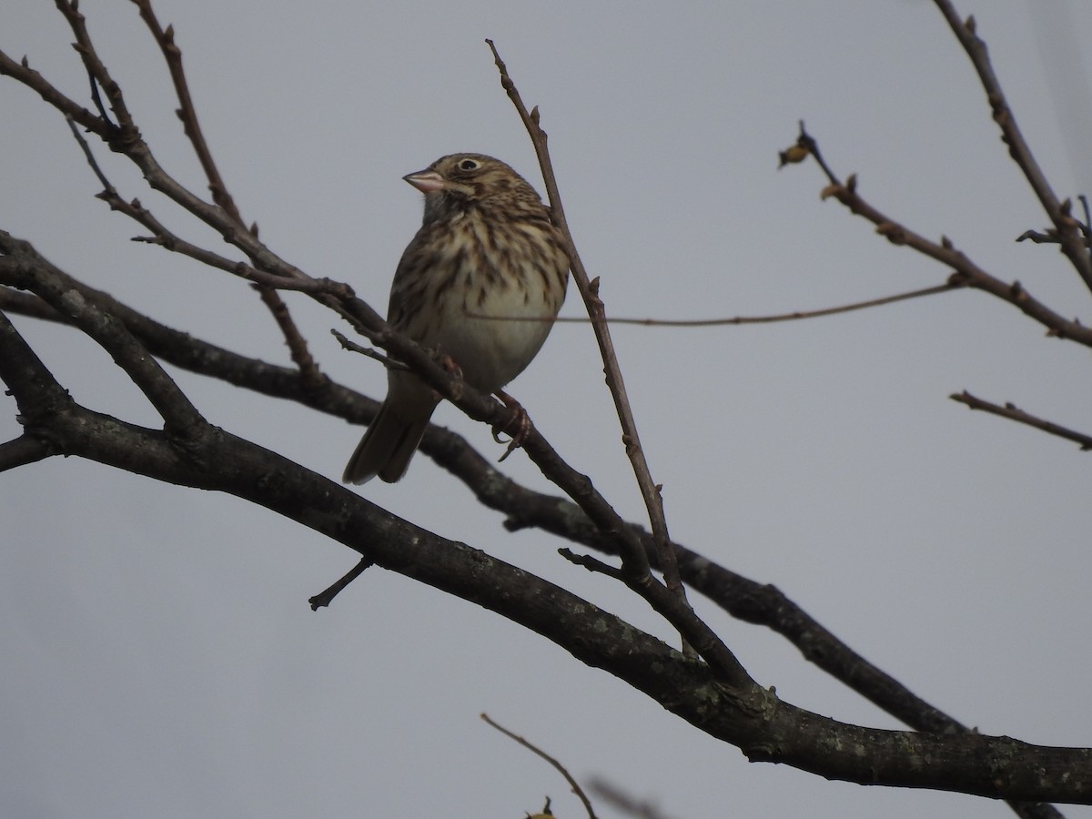 Vesper Sparrow - ML281879231