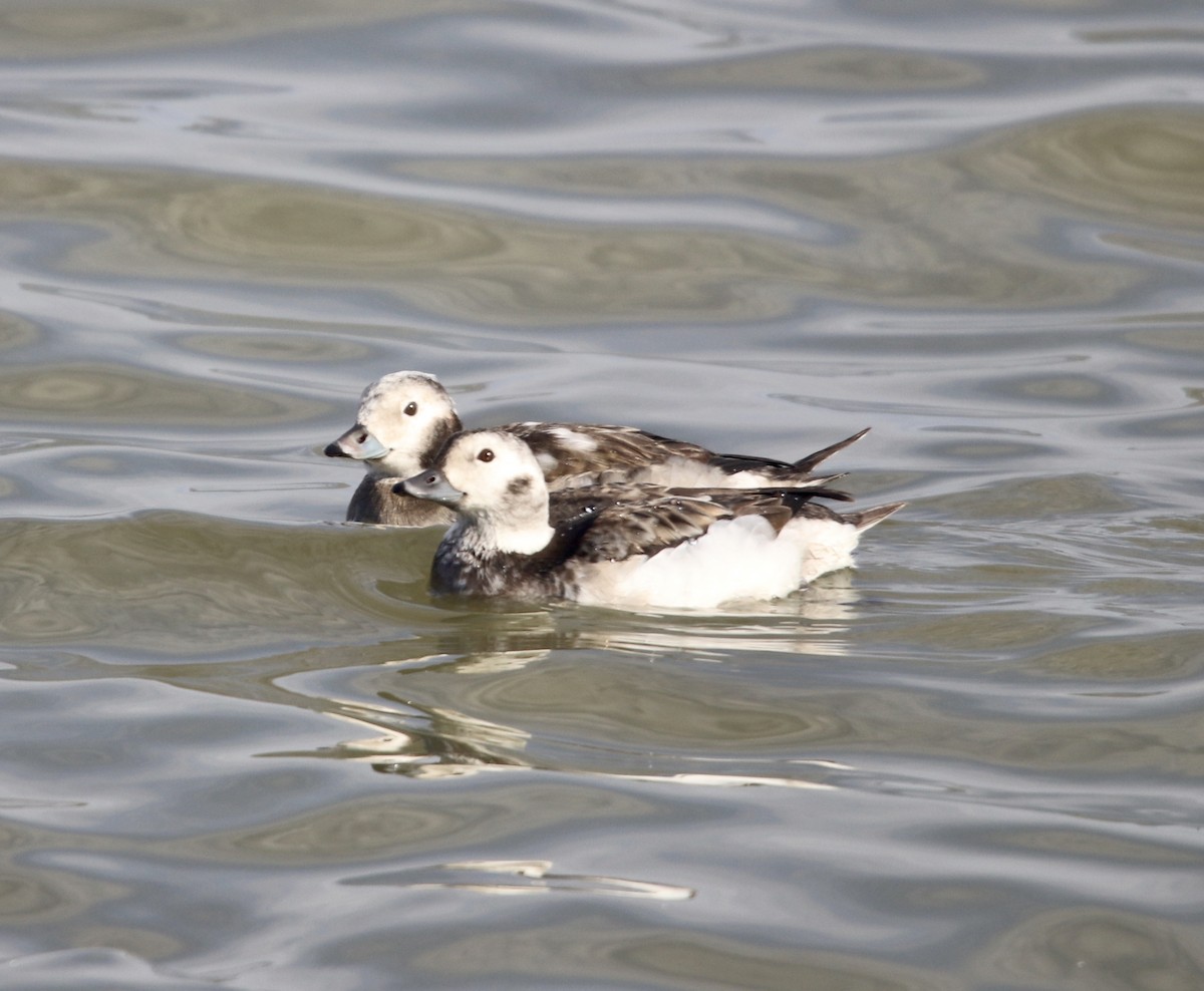 Long-tailed Duck - ML281888011
