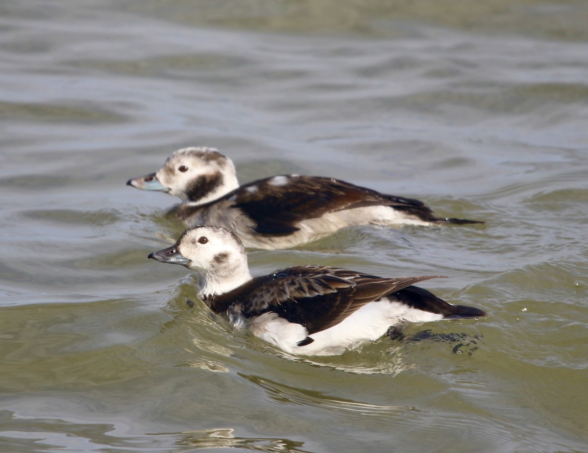 Long-tailed Duck - ML281888151