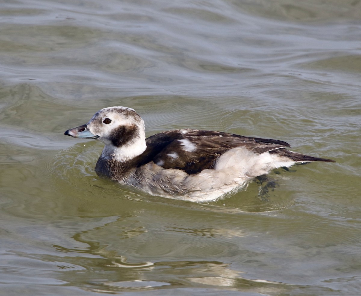 Long-tailed Duck - ML281888161