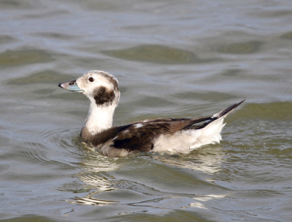 Long-tailed Duck - ML281888221