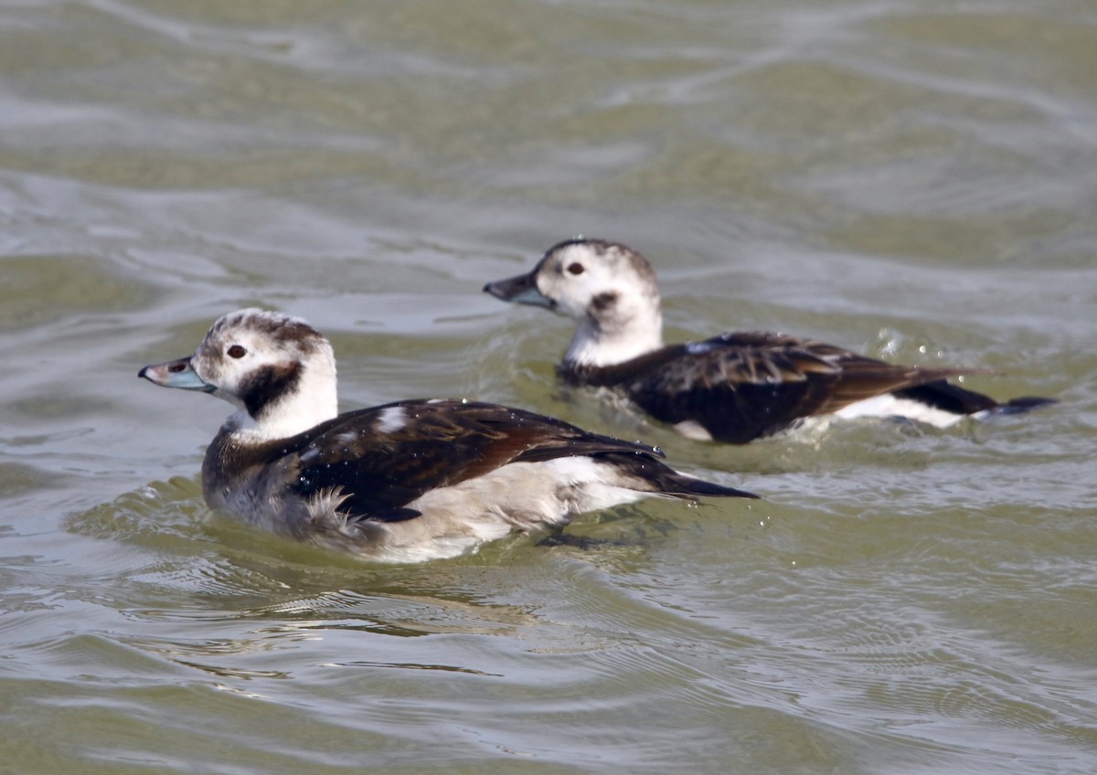 Long-tailed Duck - ML281888231