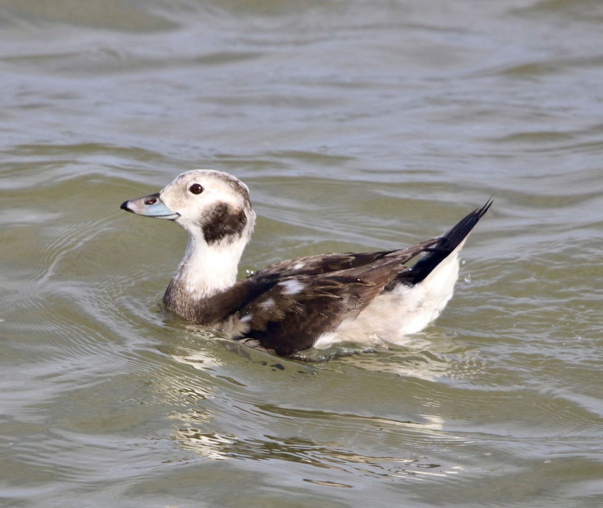 Long-tailed Duck - ML281888241