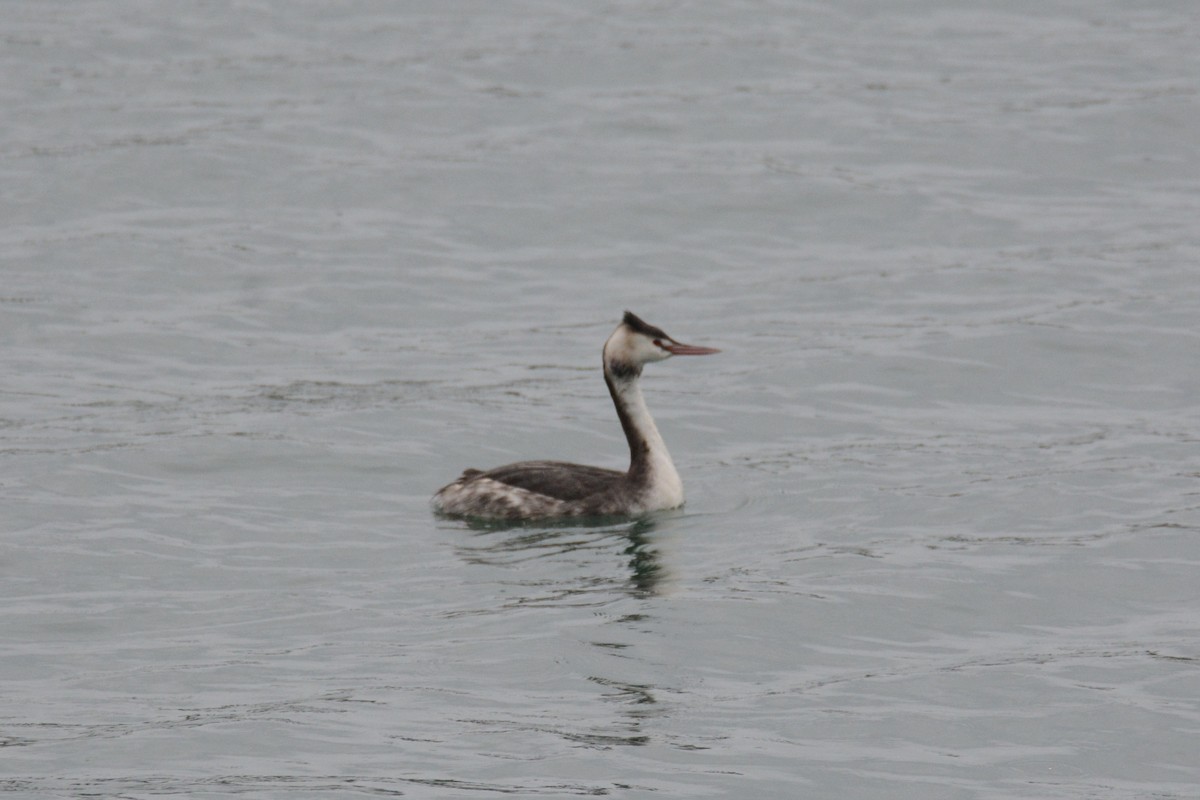 Great Crested Grebe - ML281888911
