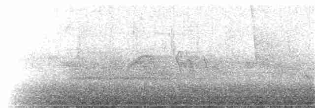 Weißbrustkleiber (carolinensis) - ML28189081