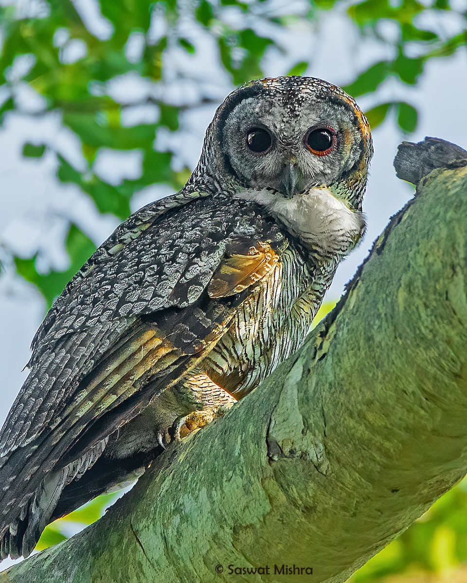 Mottled Wood-Owl - Saswat Mishra