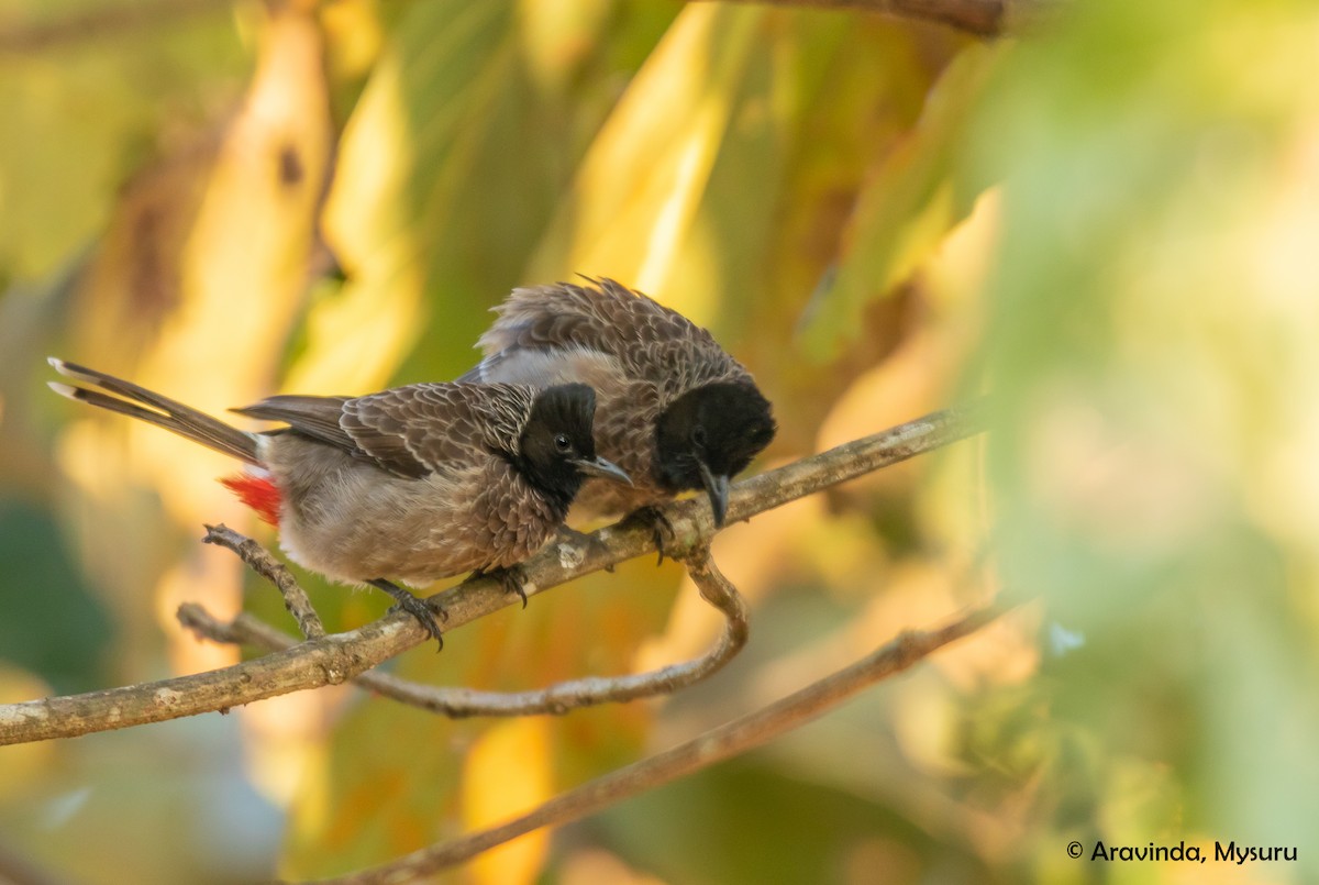 Red-vented Bulbul - ML281897411