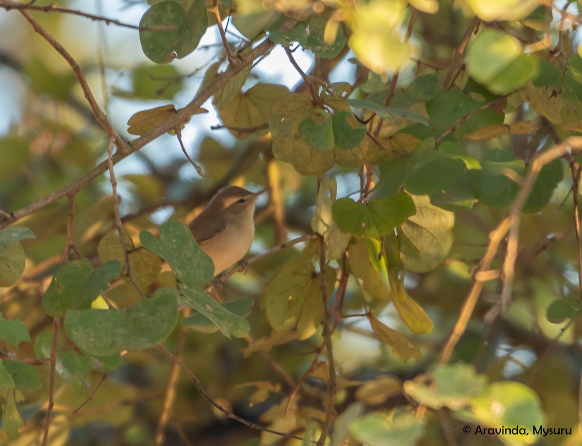 Booted/Sykes's Warbler - ML281898291