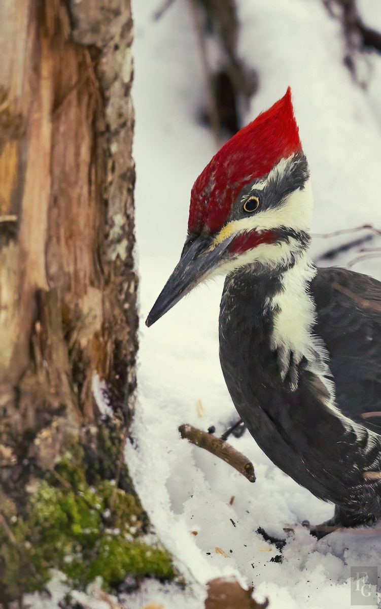 Pileated Woodpecker - francois giroux