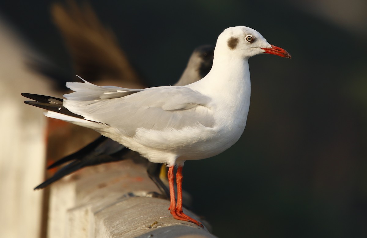 Brown-headed Gull - Bhaarat Vyas