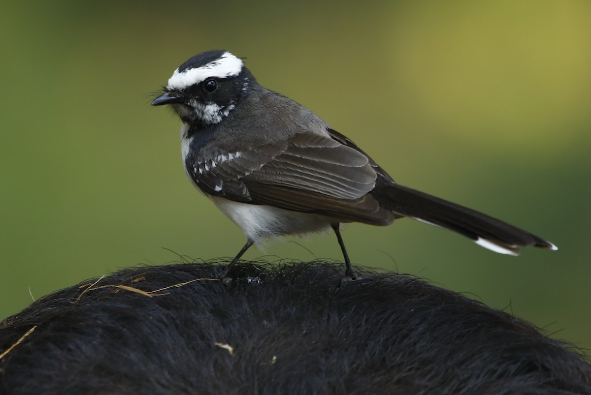 White-browed Fantail - ML281907001