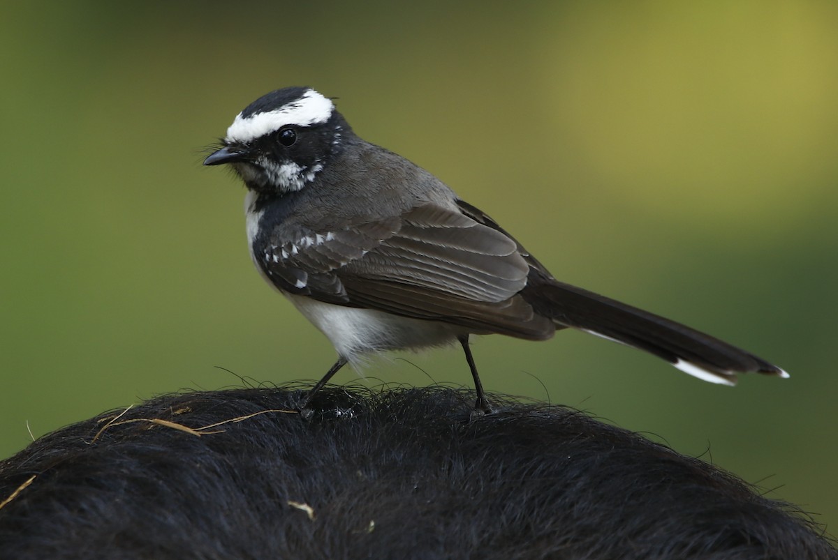 White-browed Fantail - ML281907011